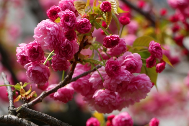 造幣局桜の通り抜け桜