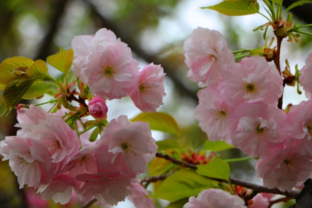 造幣局桜の通り抜け桜