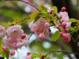 造幣局桜の通り抜け桜