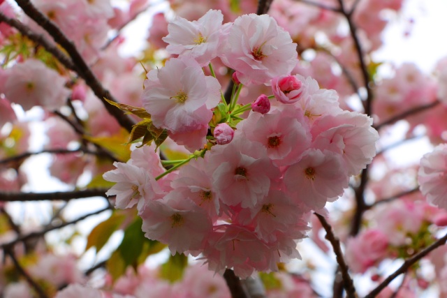 造幣局桜の通り抜け桜