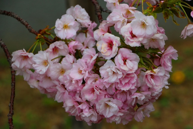 造幣局桜の通り抜け桜