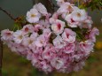 造幣局桜の通り抜け桜