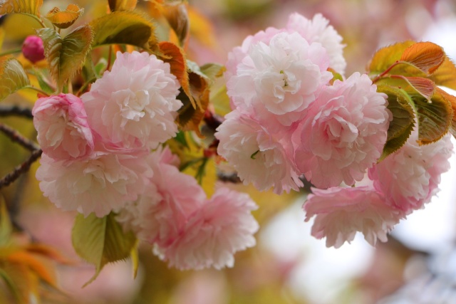 造幣局桜の通り抜け桜