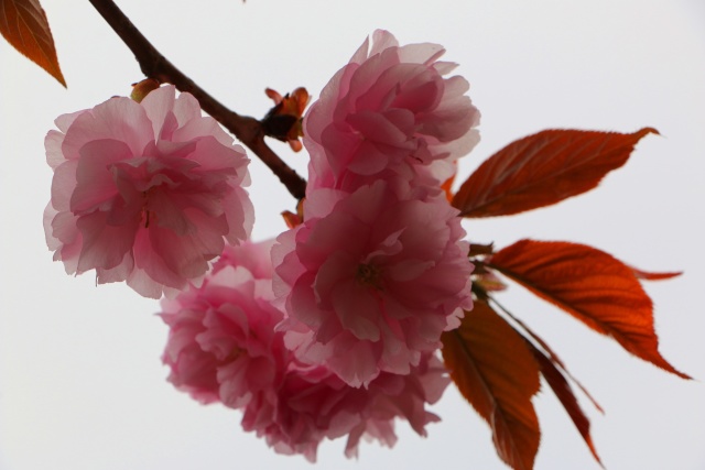 造幣局桜の通り抜け桜