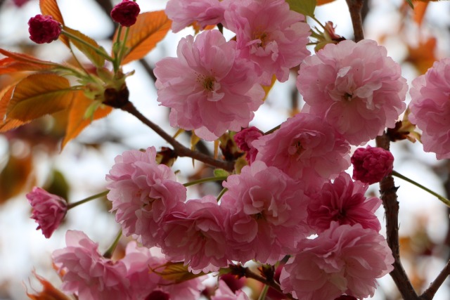 造幣局桜の通り抜け桜