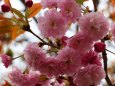 造幣局桜の通り抜け桜