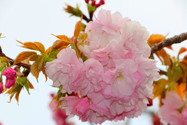 造幣局桜の通り抜け桜