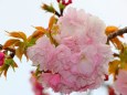 造幣局桜の通り抜け桜