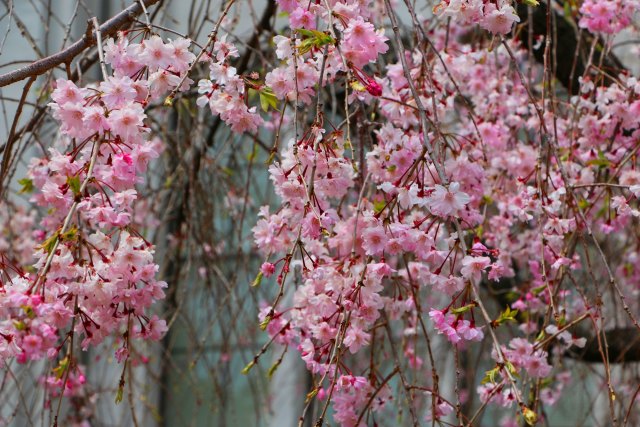 造幣局桜の通り抜け桜