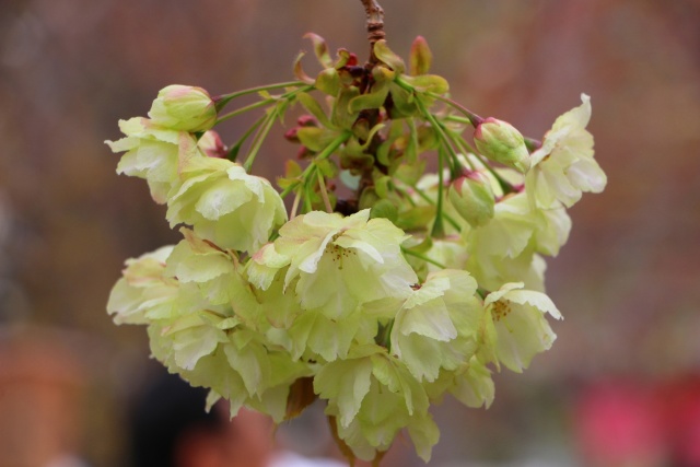 造幣局桜の通り抜け桜