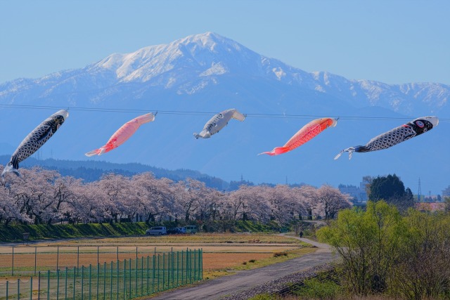 春の弁天緑地と荒島岳