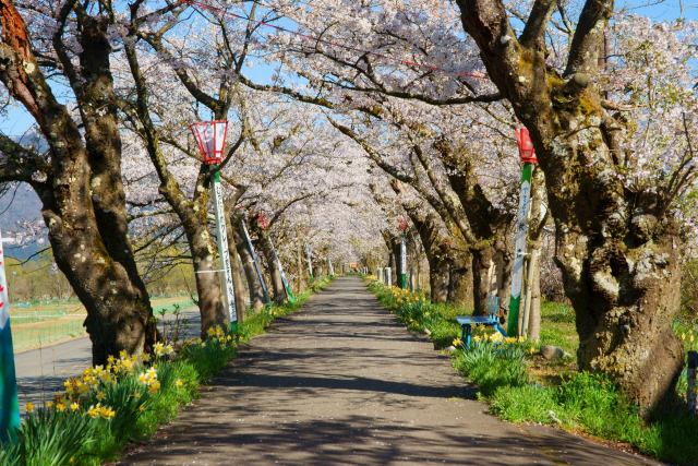 弁天桜の桜のトンネル