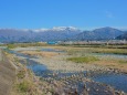 九頭竜川と弁天桜 