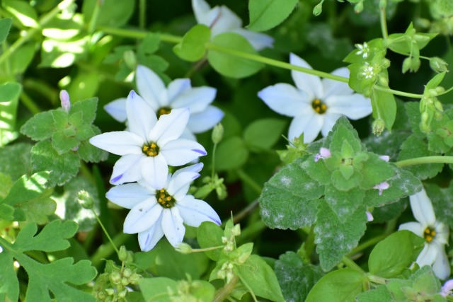 春の野の花たち