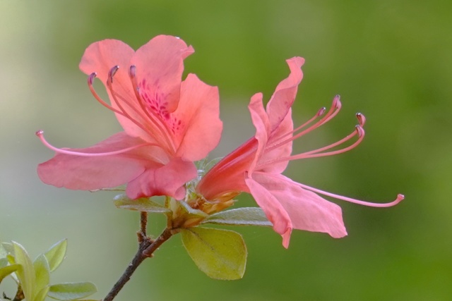 ツツジの花