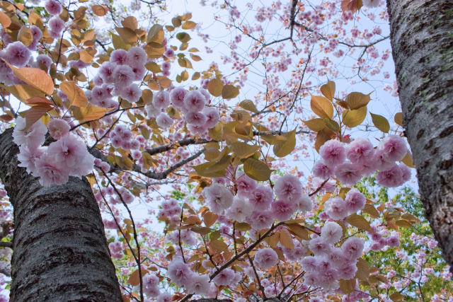 八重の桜