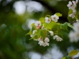 大島桜