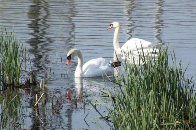 近くの池の白鳥