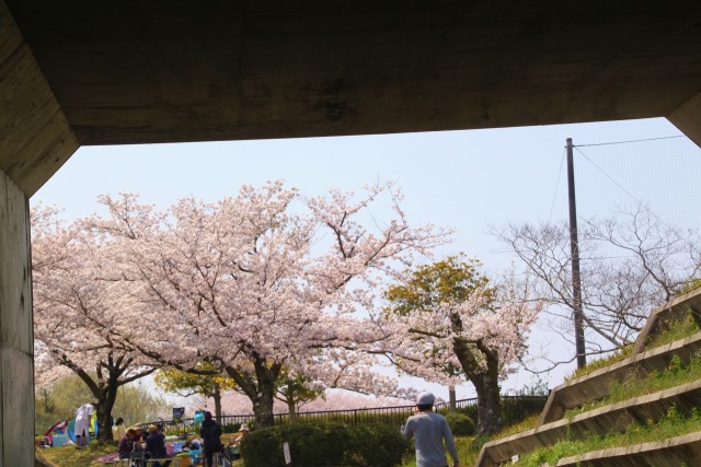 トンネルから見た桜