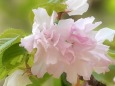 里桜:江戸