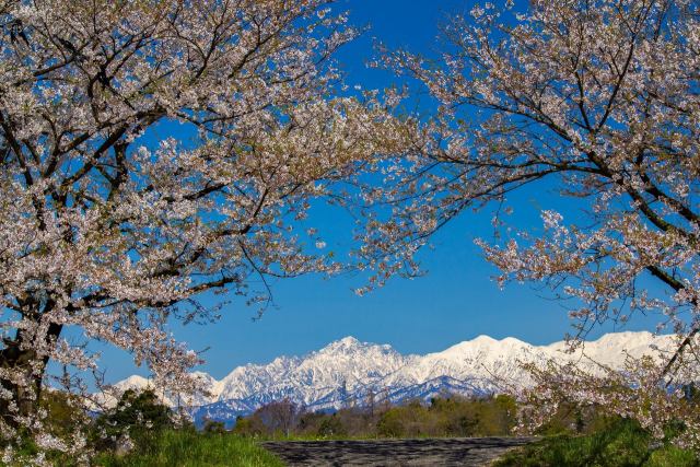 神通川水辺プラザの桜