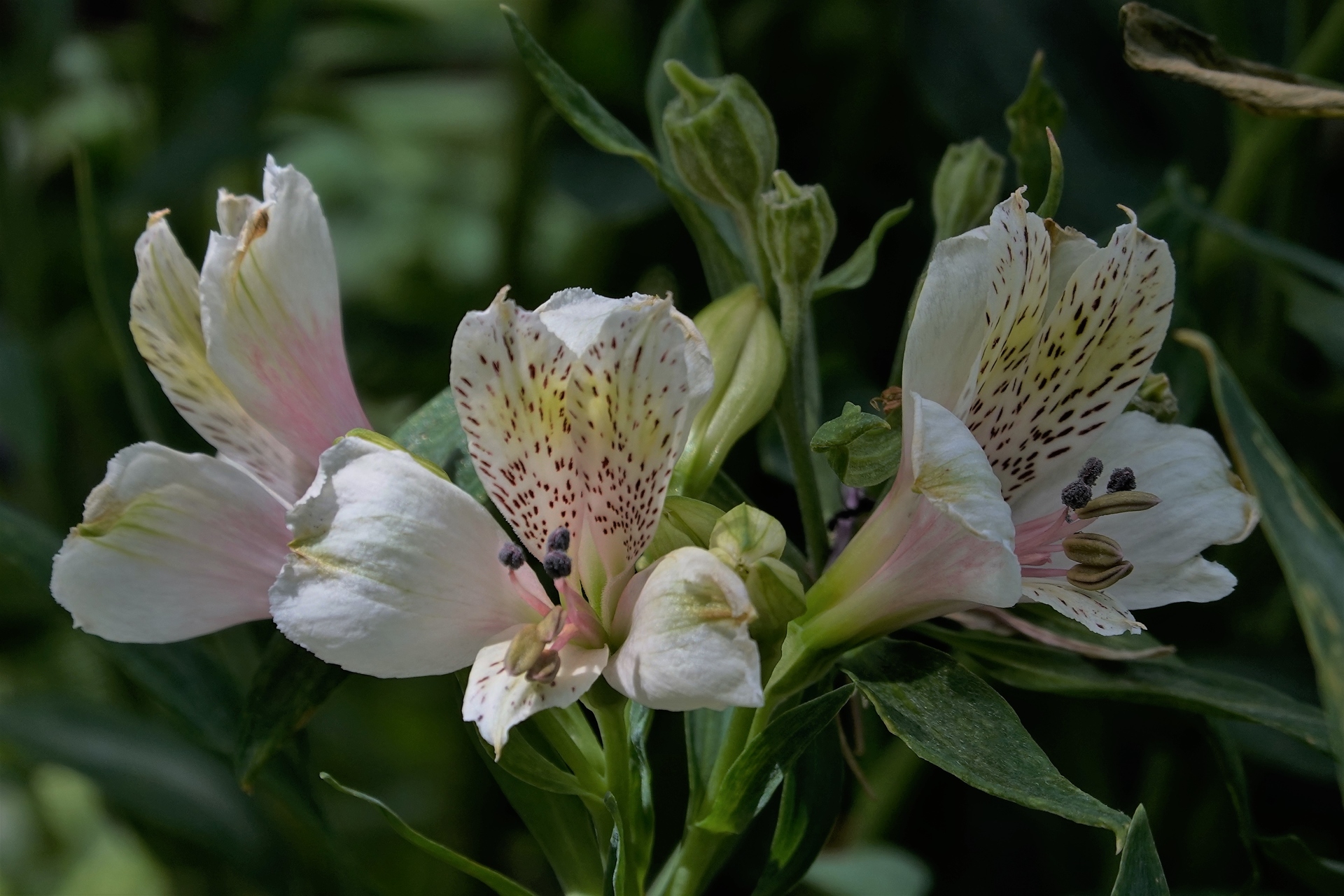 花 植物 アルストロメリア 壁紙19x1280 壁紙館