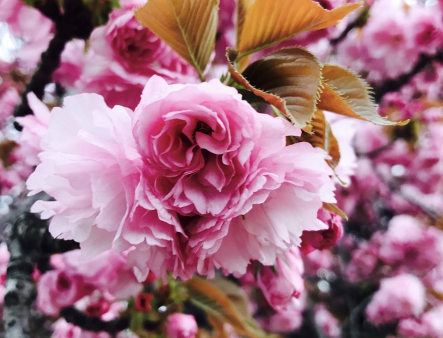 華やかに咲く八重桜