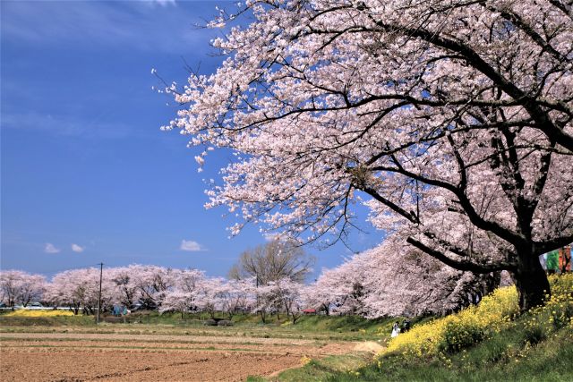 みなみかた千本桜