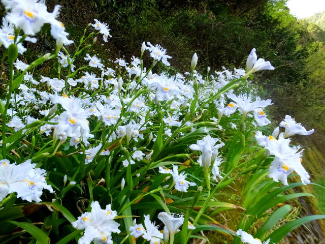 山道に咲いているシャガの花