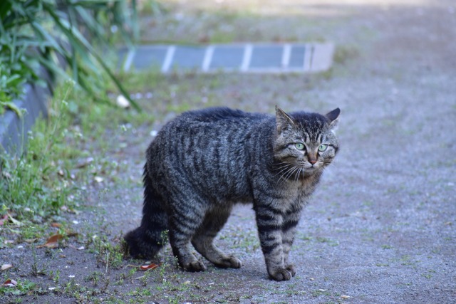 立ち止まった猫