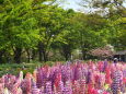 緑と花、春の公園風景