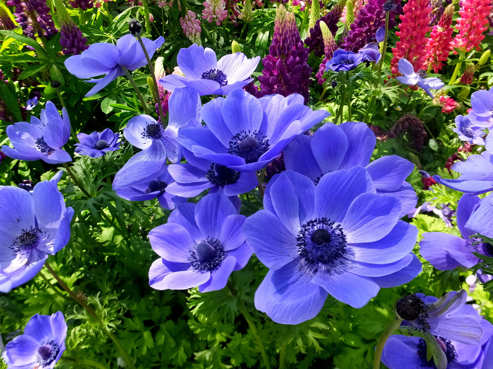 花 植物 花壇に咲いているアネモネ 壁紙19x1440 壁紙館