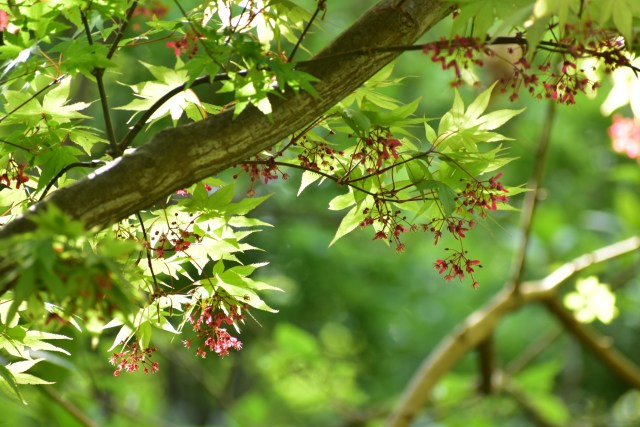 モミジの花も満開