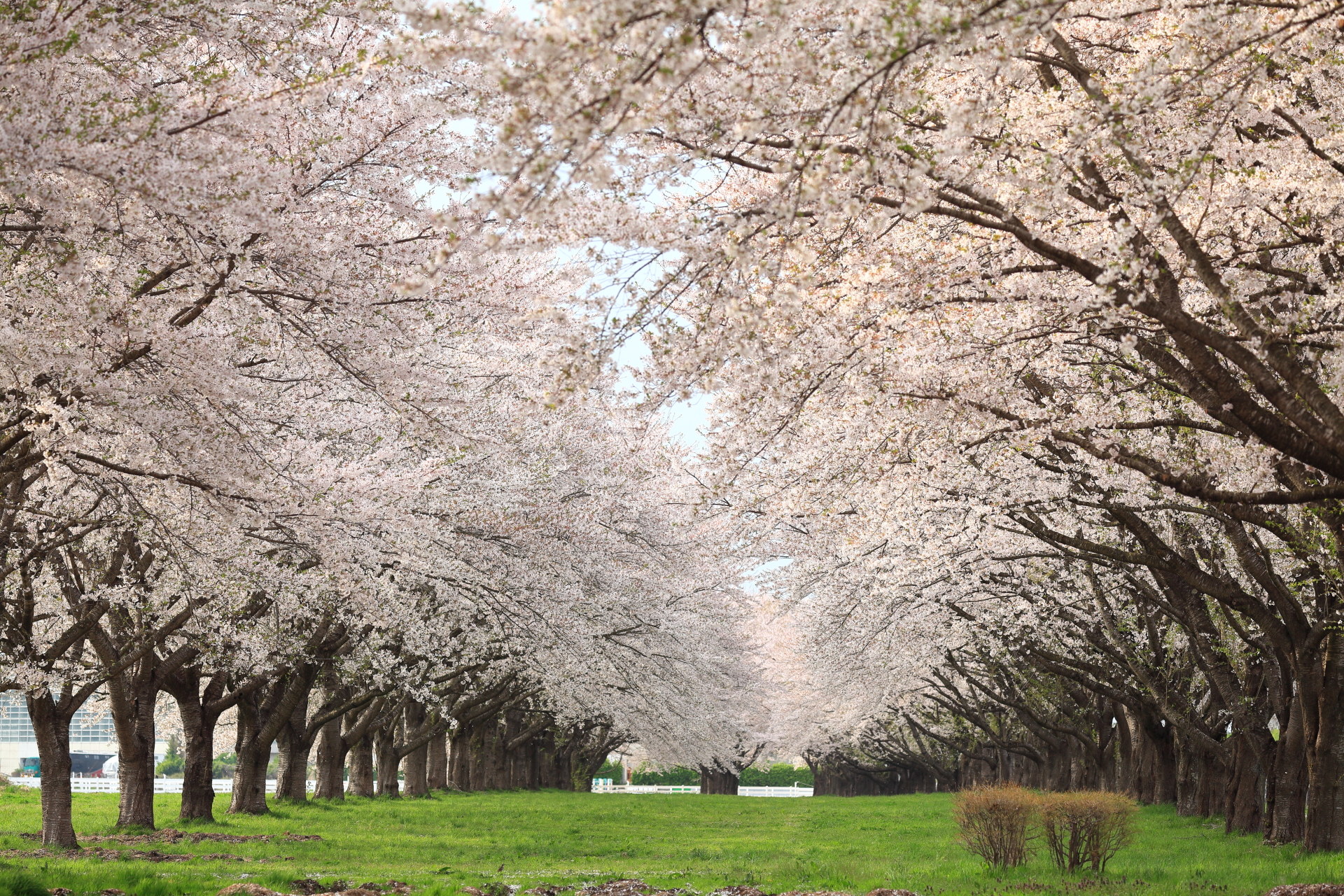 日本の風景 桜並木 壁紙19x1280 壁紙館