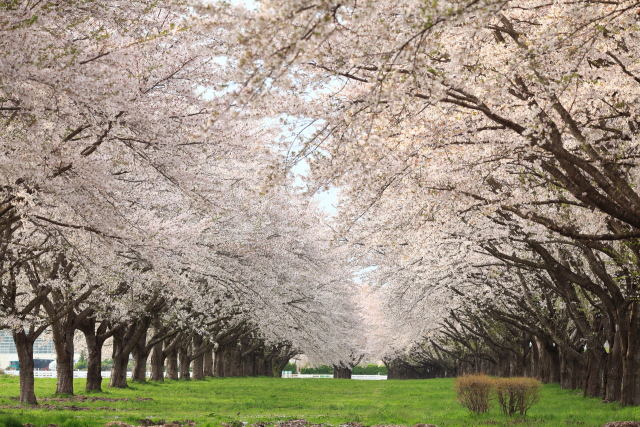 桜並木