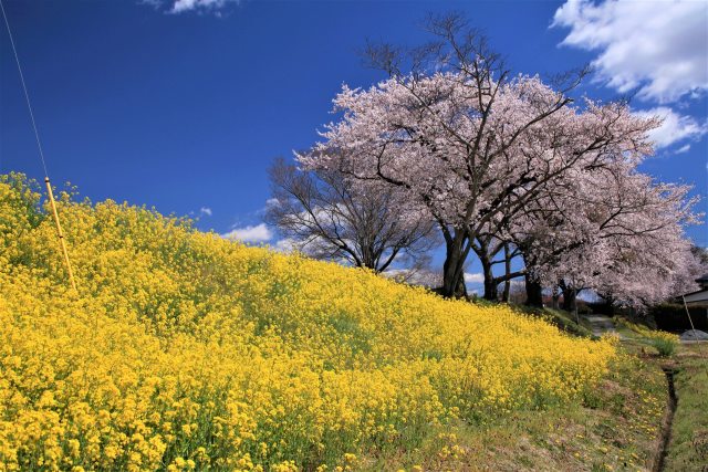 菜の花と桜