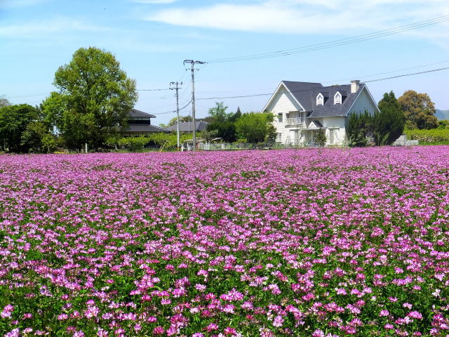 レンゲの花が咲く頃