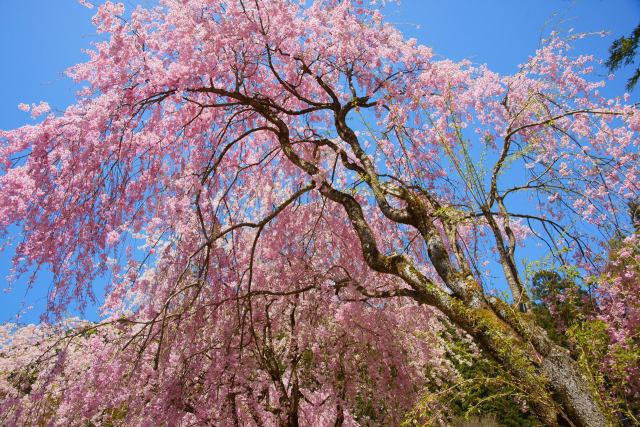 山竹田の枝垂れ桜