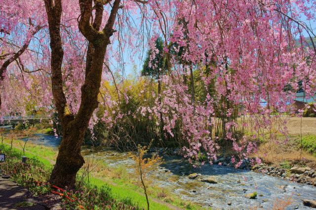 竹田川と枝垂れ桜