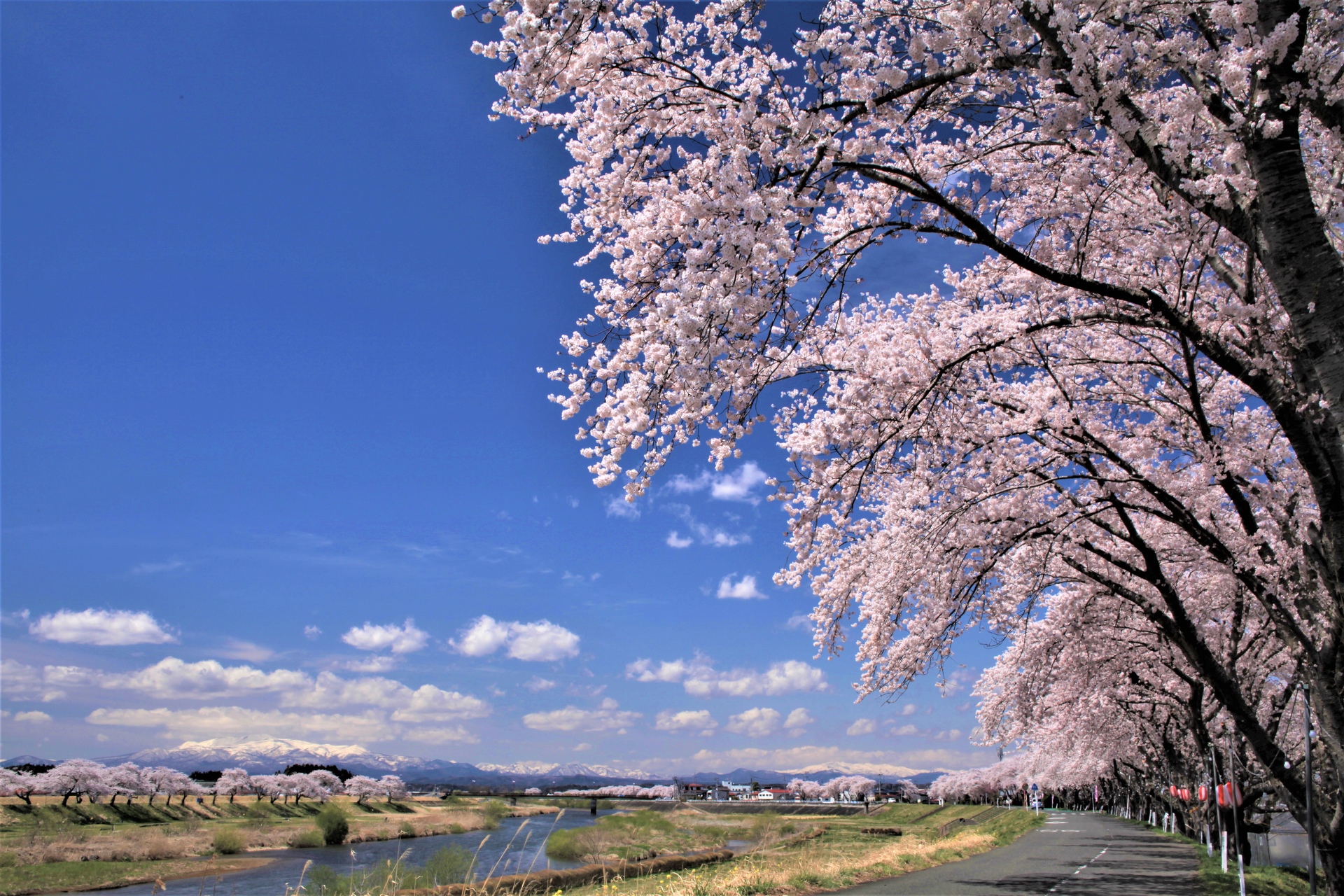 日本の風景 河川敷の桜並木 壁紙19x1280 壁紙館