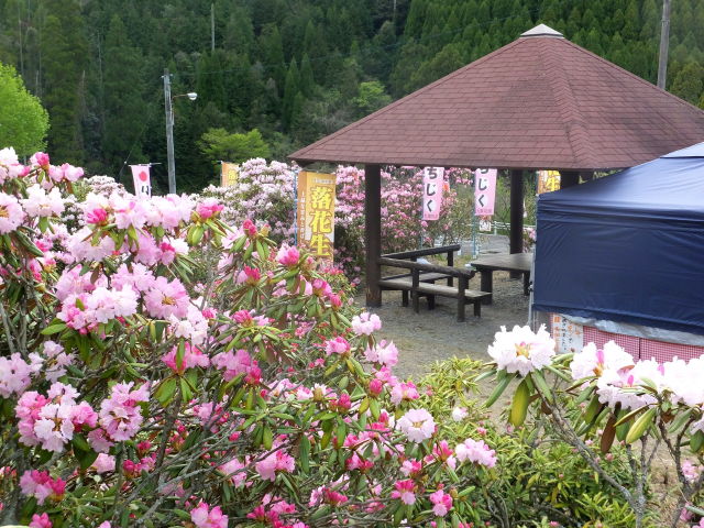 星野村のシャクナゲ園で