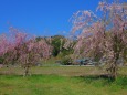 山里のしだれ桜