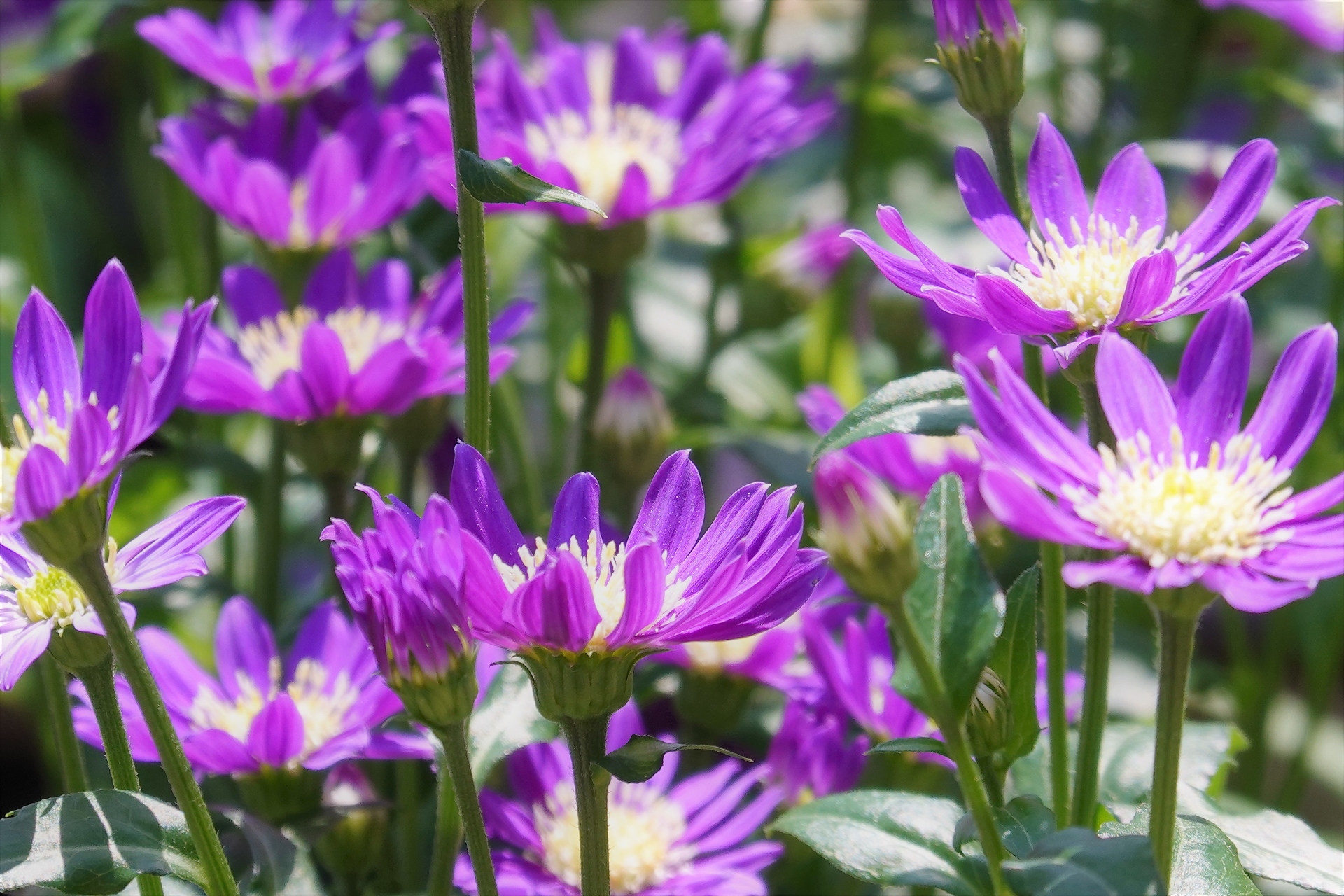 花 植物 都忘れ 壁紙19x1280 壁紙館