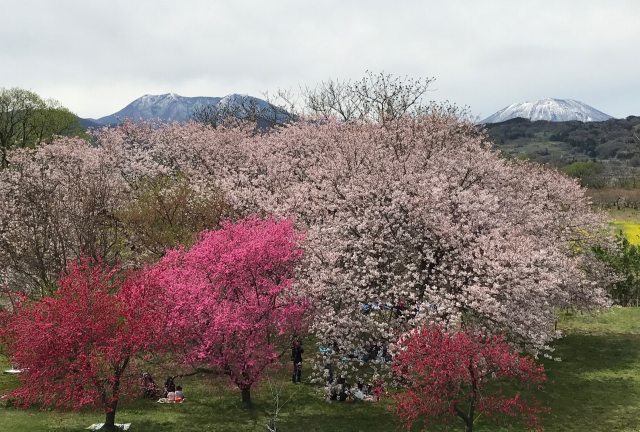 千曲川河川敷の桜と花桃