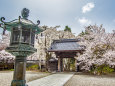 谷厳寺の桜