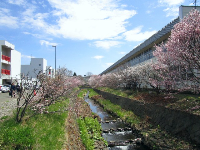 千島桜咲く頃