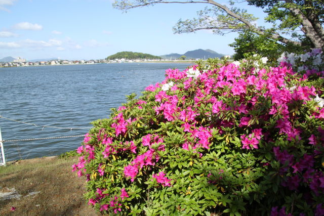 五月とため池