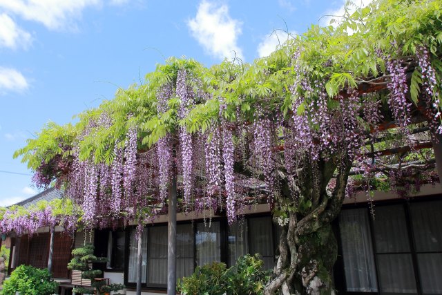 大木の藤の花