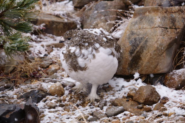 常念岳のチビ雷鳥3