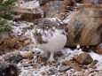 常念岳のチビ雷鳥3